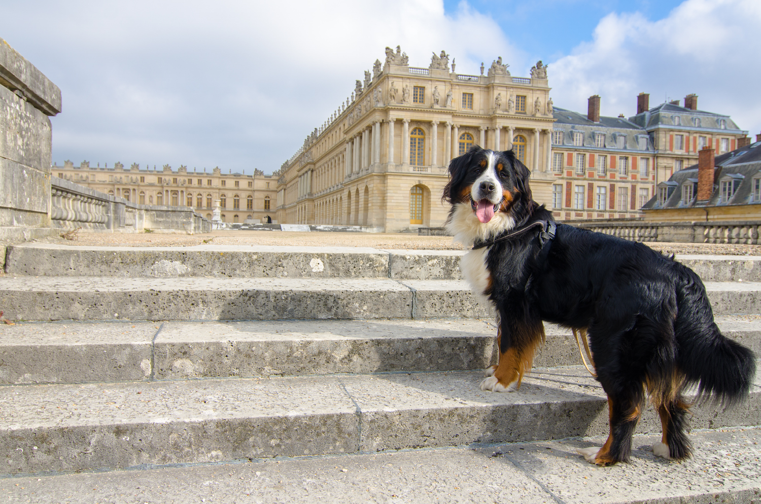 Jodie dürfte einer der wenigen Nicht-Blinden-Hunde sein, der es je in die Gärten von Versailles geschafft hat.