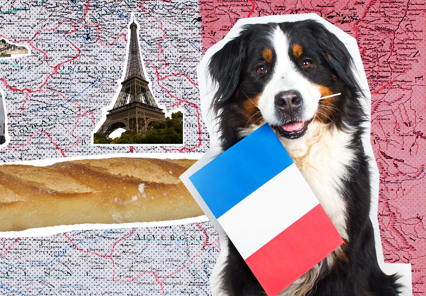 Auf einen Blick: Mit Hund nach Frankreich