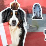 Auf einen Blick: Mit Hund nach Österreich