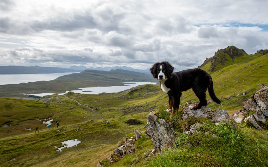 Mit Hund nach Schottland – Fragen und Antworten zu unserer Reise
