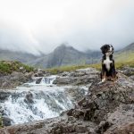 Insel der Burgen und Feen: Mit Hund auf die Isle of Skye