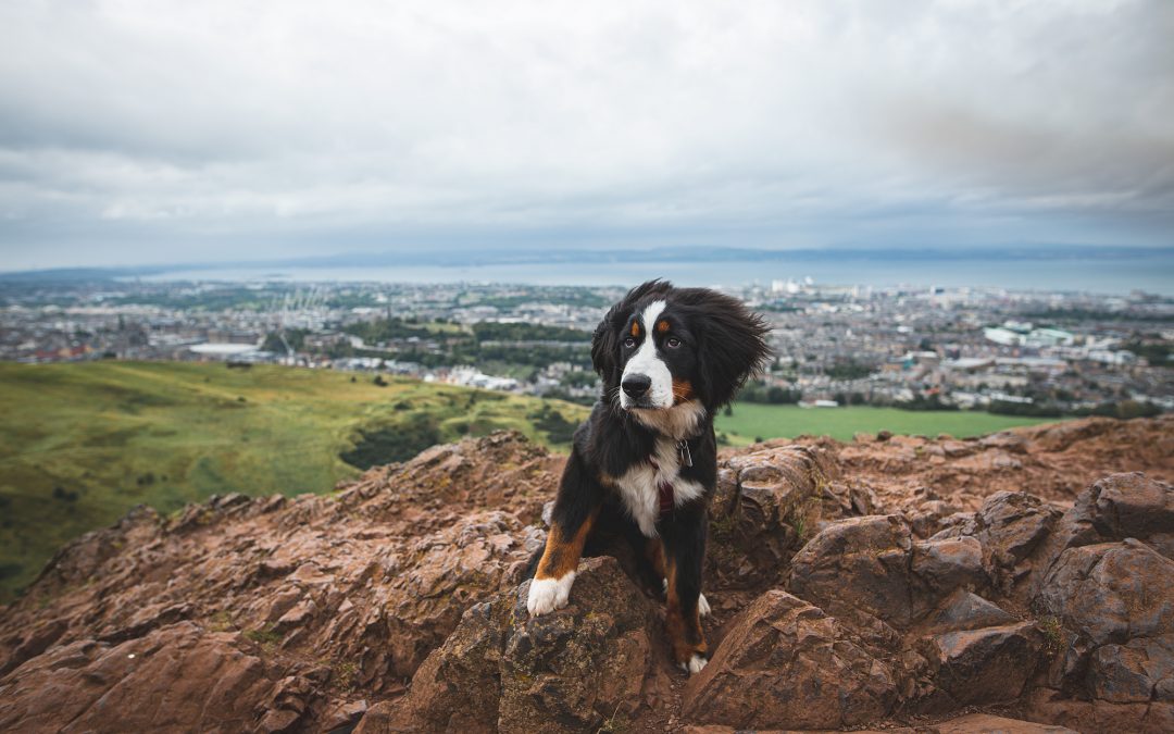 Mit Hund nach Edinburgh