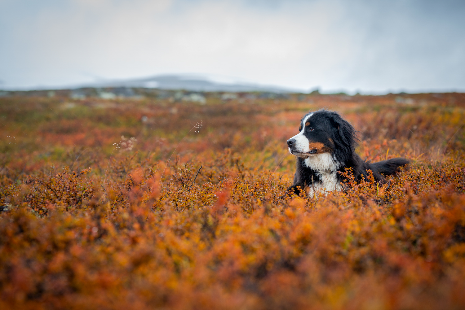 Farbexplosion im Herbst: Ceeley auf dem Saltfjell in Norwegen. 