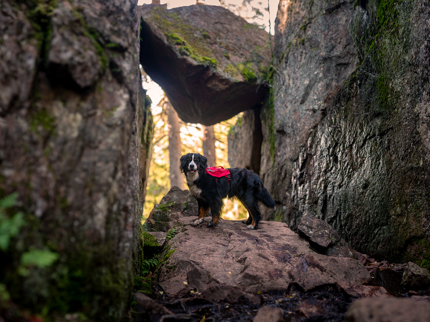 Auf dem Weg zur Felsschlucht: Ceeley im Skuleskogen Nationalpark.