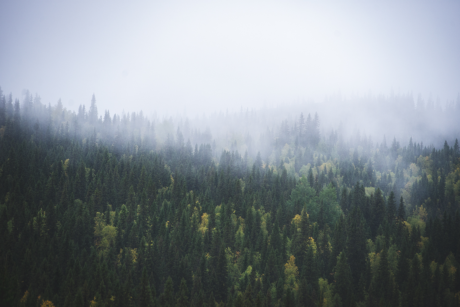 Mystische Wälder - vor allem, wenn das Wetter nicht das Beste ist. 